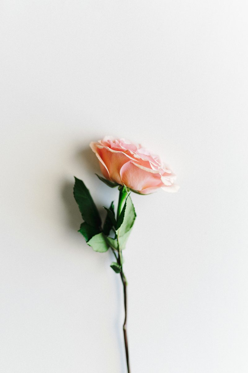A single pink rose against a plain white wall